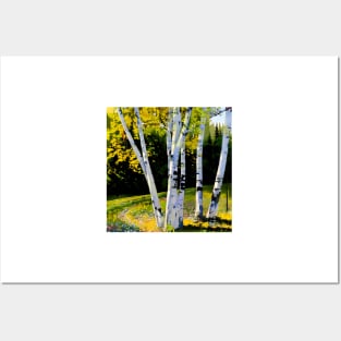 Birch Trees in Autumn Posters and Art